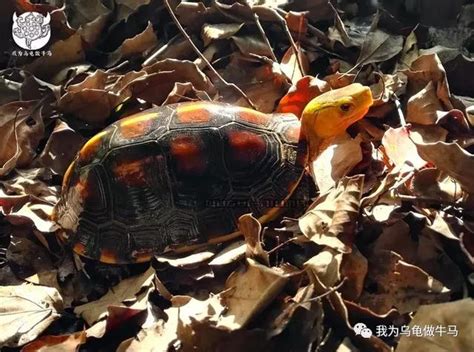 黃緣閉殼龜台灣|黃緣閉殼龜:鑑別特徵,形態特徵,亞種分類,種群狀態,生。